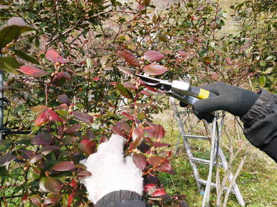 フレッシュブルーベリー ブルーベリーの紅葉と冬の様子!この時期に咲く花は摘花します!_a0254656_17184854.jpg