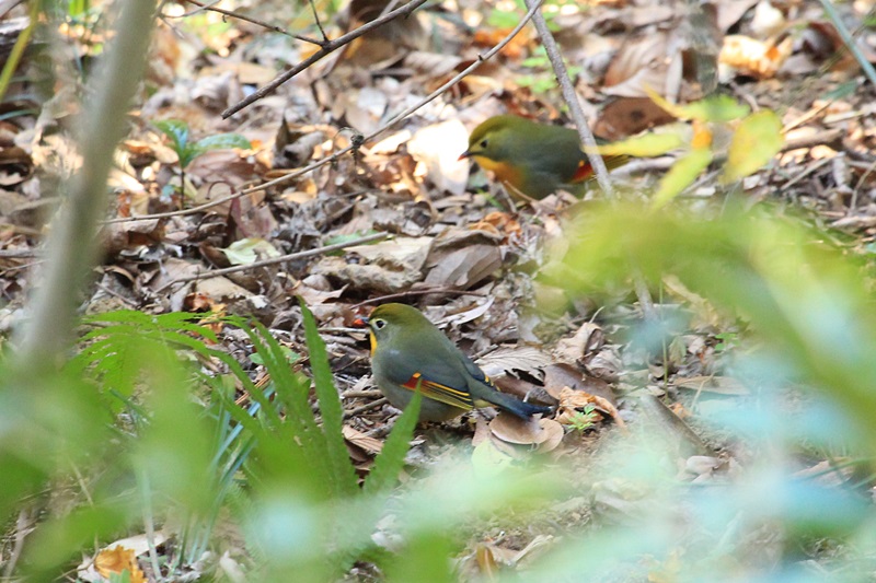 山の野鳥たち♪_a0167759_21495441.jpg