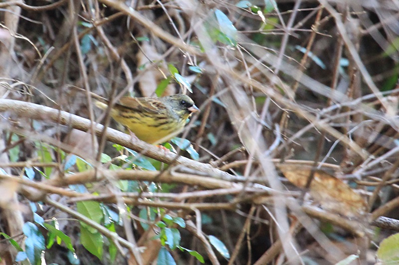 山の野鳥たち♪_a0167759_21525784.jpg