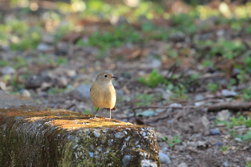 山の野鳥たち♪_a0167759_2152989.jpg