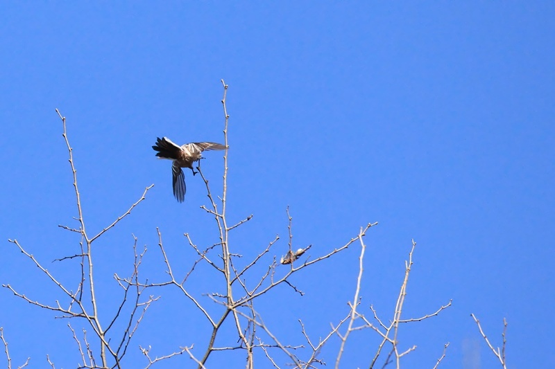 山の野鳥たち♪_a0167759_21535838.jpg