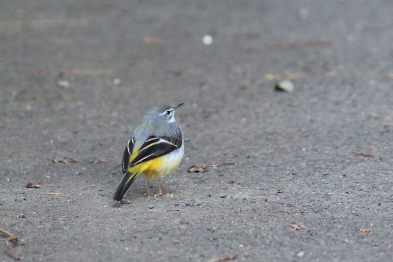 山の野鳥たち♪_a0167759_21545897.jpg