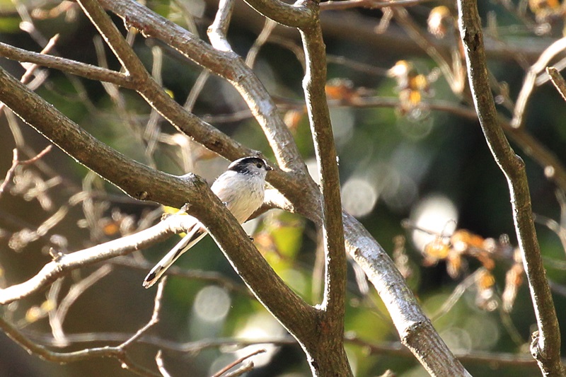 山の野鳥たち♪_a0167759_21585666.jpg