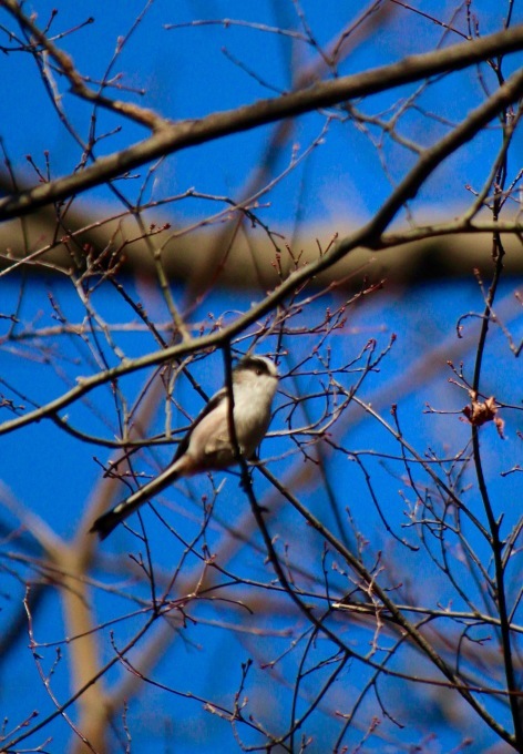 a0248459_15213739.jpg