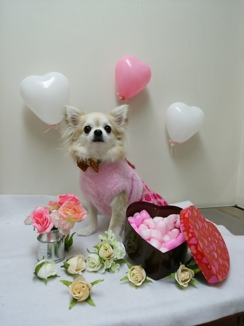 トリミングデー_e0367571_21285725.jpg