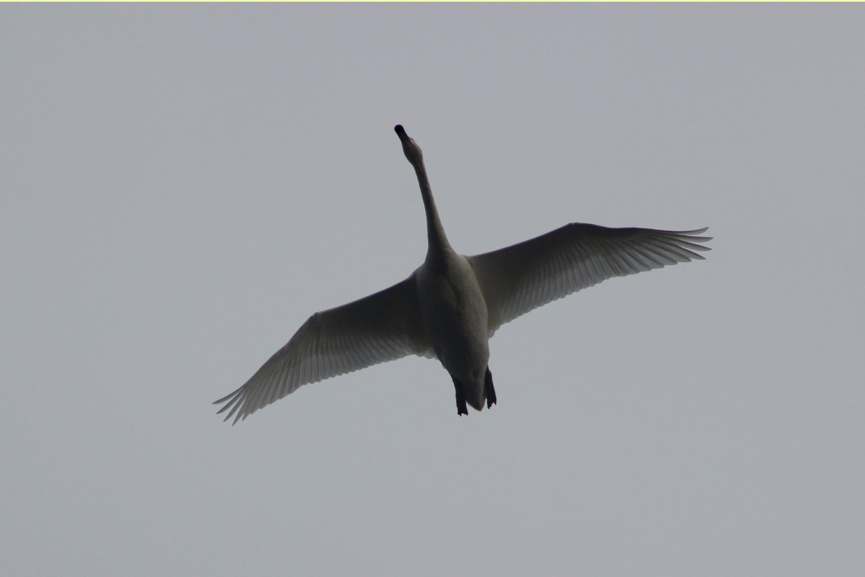 頭上を飛ぶ白鳥 写真散歩 Photoing In Neighborhood