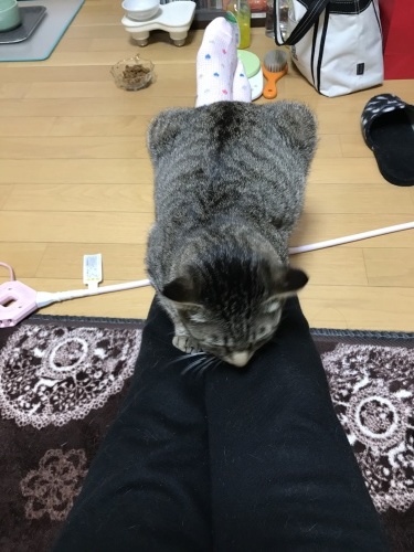 膝乗り猫マリ_c0340786_17495779.jpg