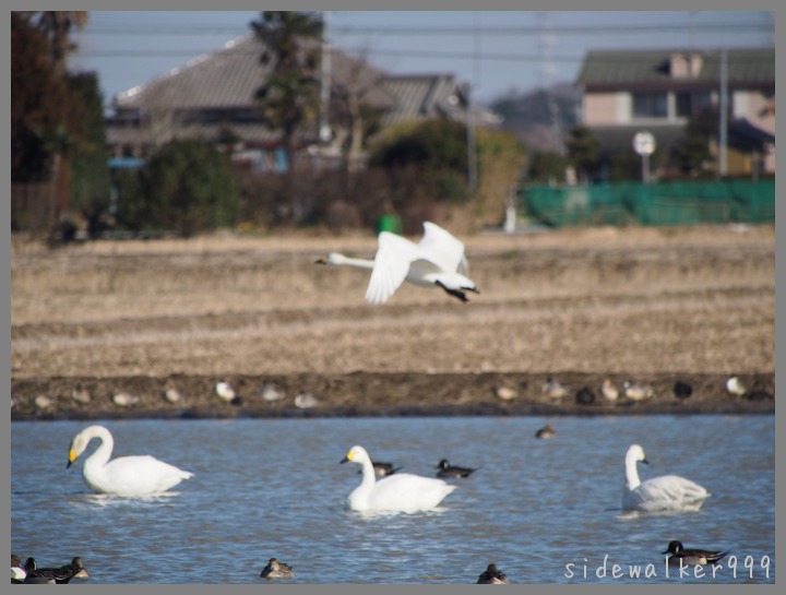 白鳥飛来地_c0129300_1044375.jpg