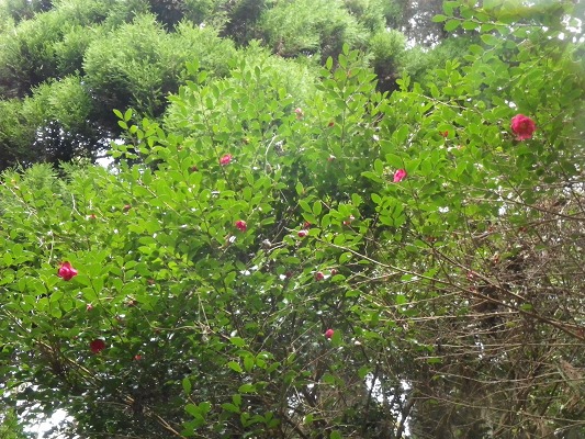 f0187402_13582518.jpg