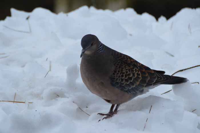 また粉雪_c0301809_00321326.jpg