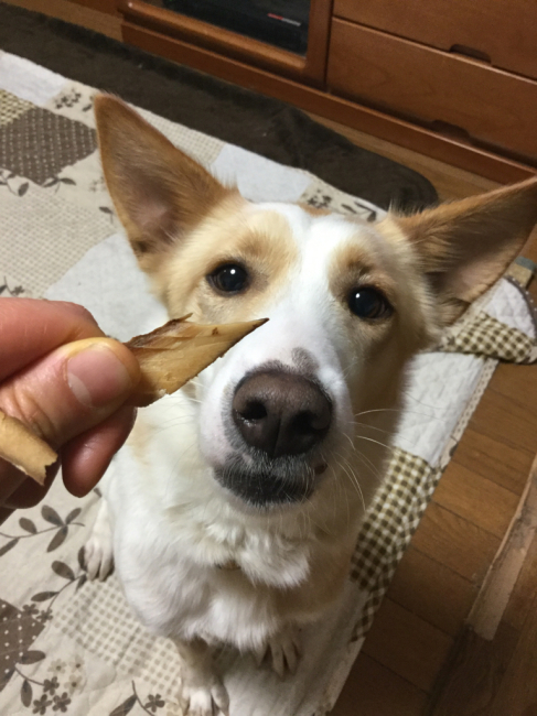 真剣な眼差し_f0329311_21273796.jpg
