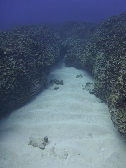 201701Saipan Diving の旅(1)_e0256814_16120429.jpg