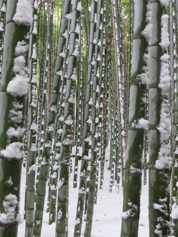 ぶらり京都-129 [嵐峡の雪化粧]_d0352628_14391294.jpg