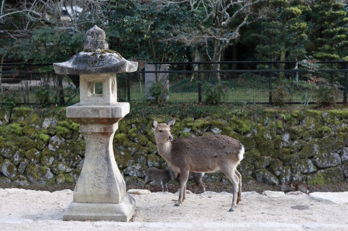 干潮の宮島 広島旅行 - 7 -_f0348831_09085727.jpg
