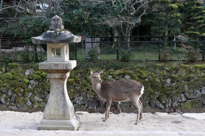 干潮の宮島　広島旅行 - 7 -_f0348831_09085727.jpg