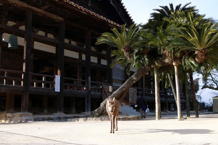 干潮の宮島 広島旅行 - 7 -_f0348831_13572264.jpg