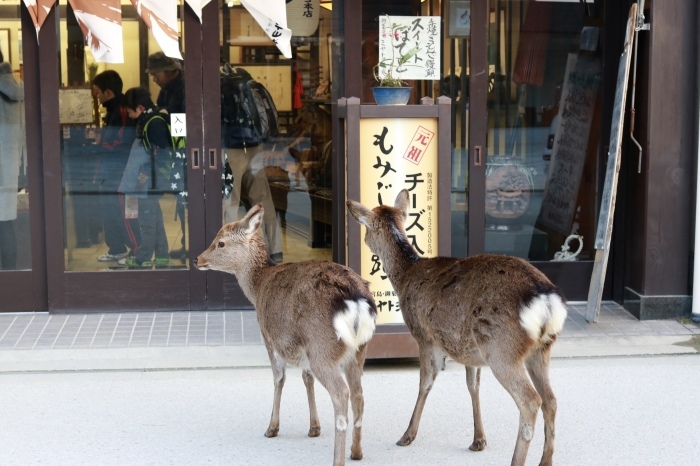 干潮の大鳥居 広島旅行 - 9 -_f0348831_15331333.jpg