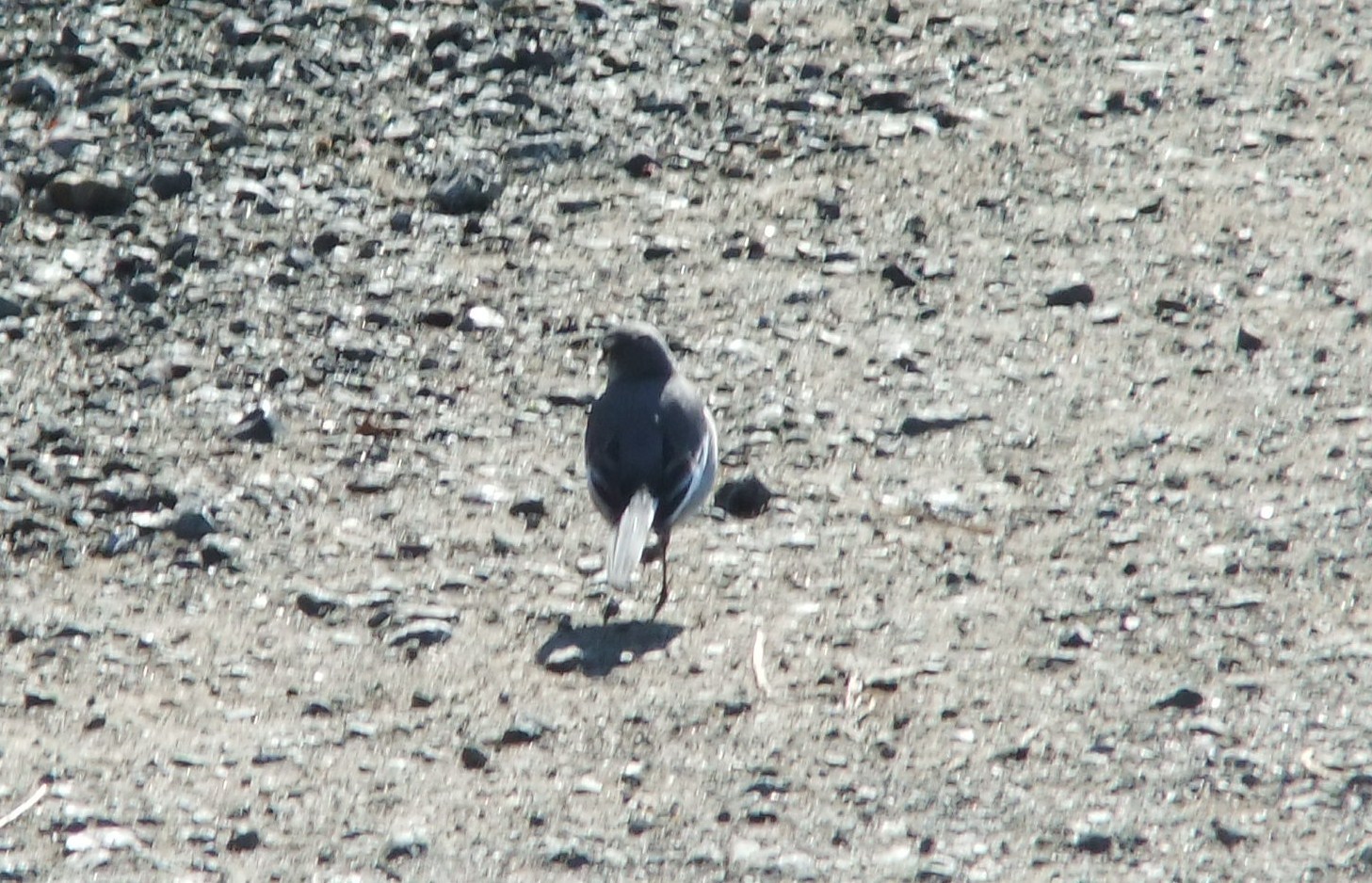 野鳥観察..観梅..散策です。_b0137932_00005867.jpg