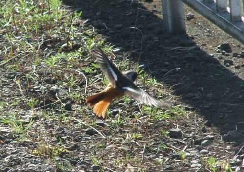 野鳥観察..観梅..散策です。_b0137932_00012747.jpg