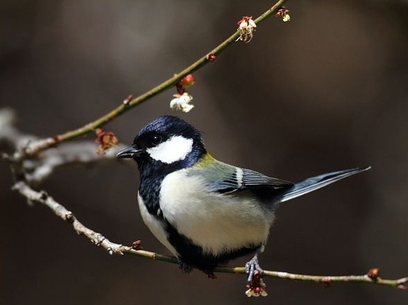 野鳥観察..観梅..散策です。_b0137932_11510532.jpg