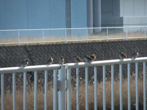すずめの学校の入学式_b0137932_21084472.jpg