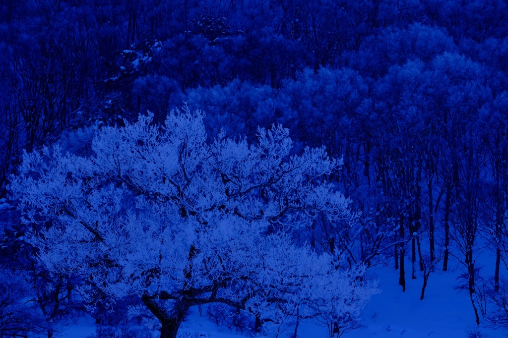 凍樹　赤城山　by FUJIFILM X-T2_f0050534_09111564.jpg