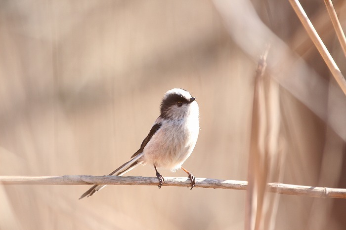 野鳥・ホオジロとか。_f0327034_19364303.jpg