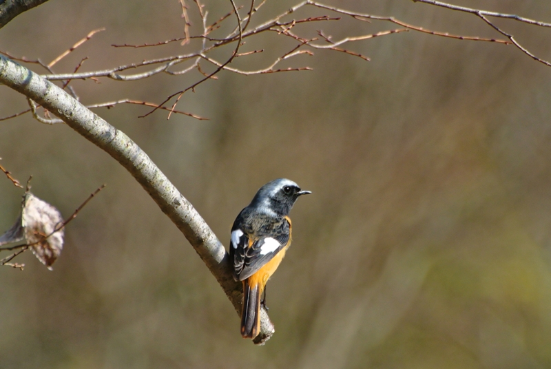 野鳥を撮る_f0274536_0473666.jpg