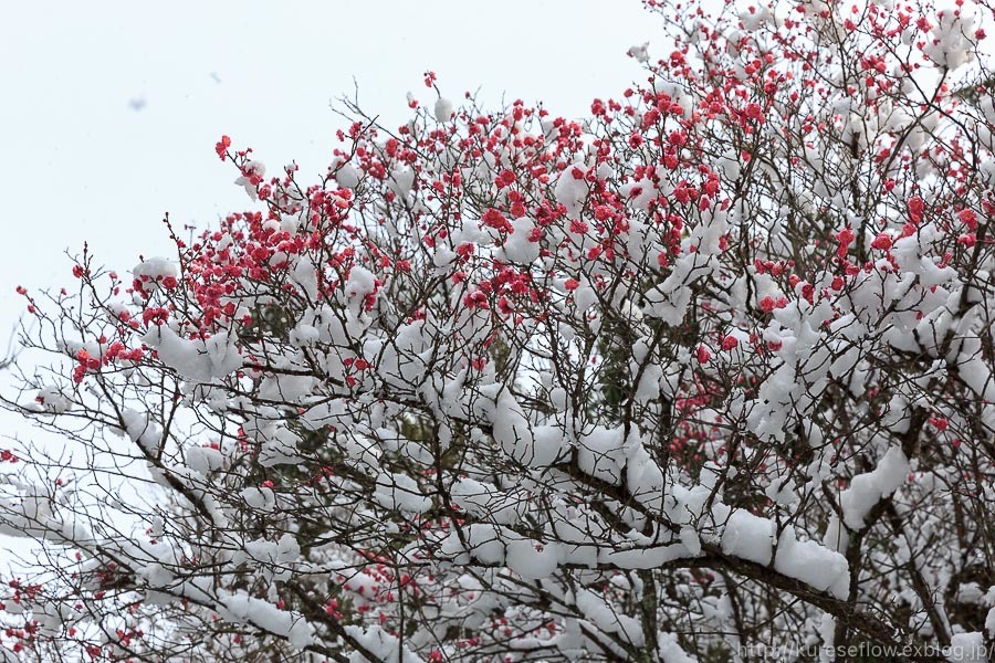 雪景色の東福寺_b0325840_20592821.jpg