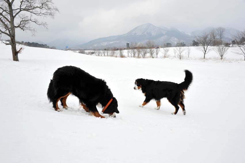 病院帰りに雪遊び～その②_b0075541_539315.jpg