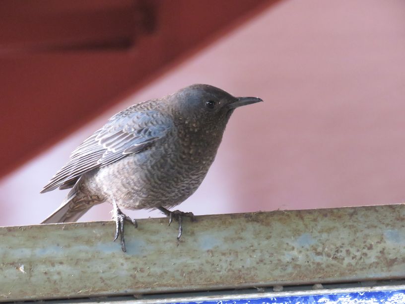 1月22日(くもり時々雨)タイトル:ヤマセミ_f0105542_15303937.jpg