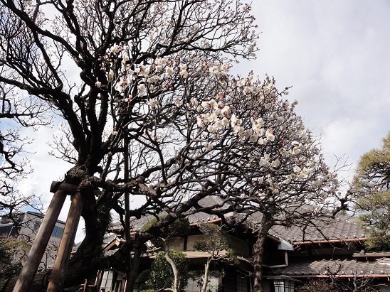 「年はじめ　幸せ願って池上寺町めぐり」お守り・OMAMOもご依頼いただけます 開催の様子_a0048445_20243143.jpg