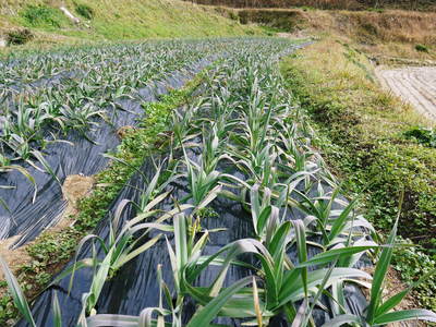 熊本産『ステビアにんにく』 平成29年度も“ステビア”を肥料とし無農薬・無化学肥料で元気に育てます!_a0254656_15273218.jpg