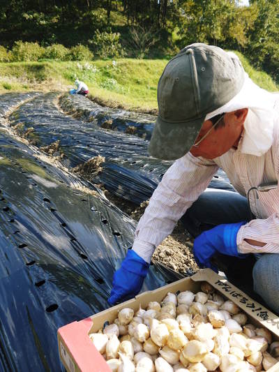 熊本産『ステビアにんにく』 平成29年度も“ステビア”を肥料とし無農薬・無化学肥料で元気に育てます!_a0254656_1531788.jpg