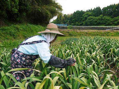 熊本産『ステビアにんにく』 平成29年度も“ステビア”を肥料とし無農薬・無化学肥料で元気に育てます!_a0254656_16361516.jpg