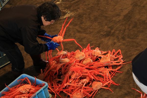 【2017年版】カニ・・・紅いよ、カニ　～富山県射水市新湊～_f0358360_14151211.jpg