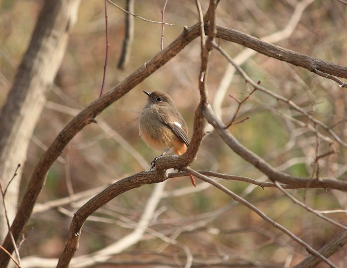 今日の鳥さん　170119（2）_a0020763_01521692.jpg