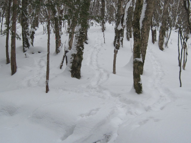 2017.1.22 山スキー塔ノ丸_c0219866_15403124.jpg