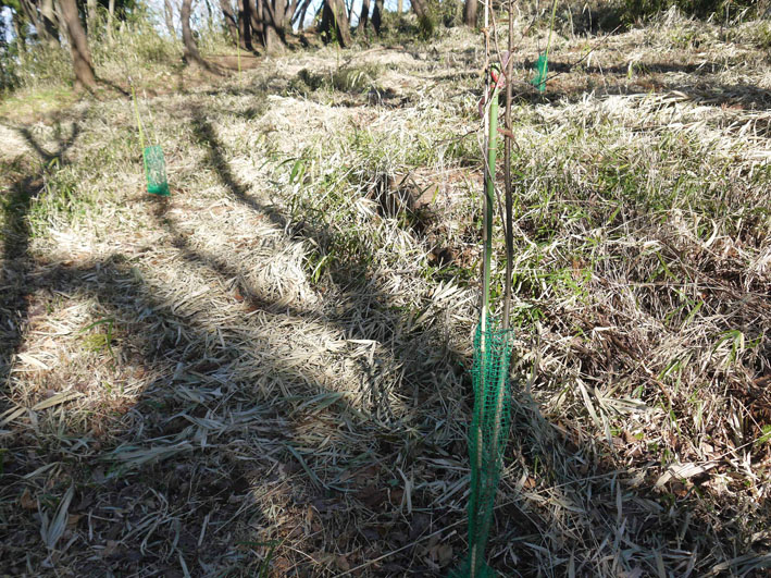 樹本数２８３本に：1・21六国見山森林公園定例手入れ_c0014967_1252980.jpg