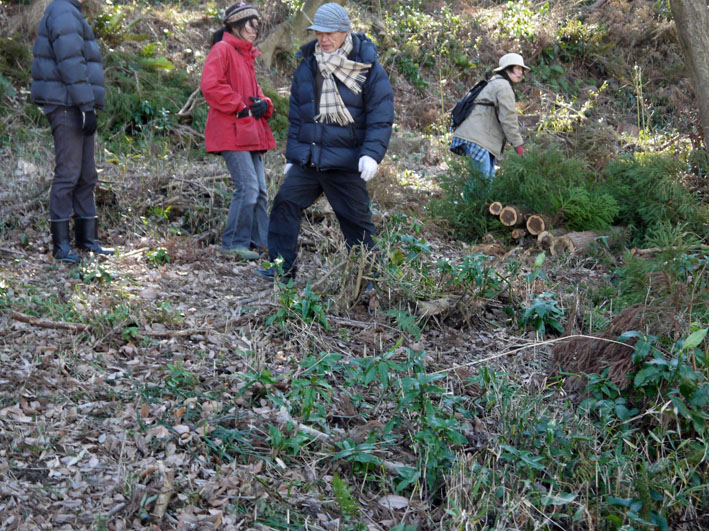 樹本数２８３本に：1・21六国見山森林公園定例手入れ_c0014967_1264737.jpg