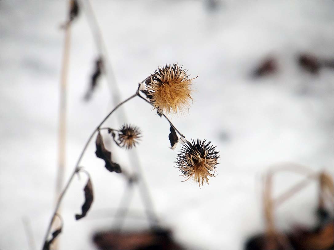 また降るらしいよ、雪が・・・_f0198771_23532239.jpg