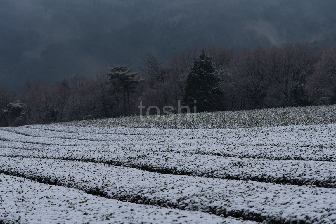 いきなり吹雪_c0350572_22040672.jpg