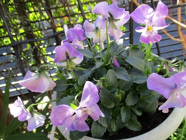 a0053480_06081410.jpg