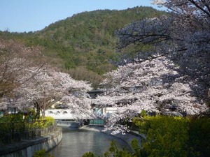 京都の桜咲きはじめました。_e0369389_17050486.jpg