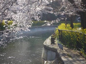 京都の桜咲きはじめました。_e0369389_17050556.jpg