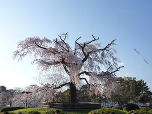京都の桜咲きはじめました。_e0369389_17050714.jpg