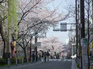 京都桜散歩_e0369389_17053434.jpg
