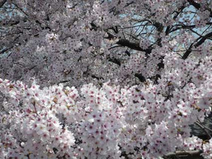 京都桜散歩_e0369389_17053450.jpg