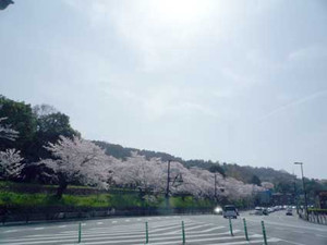 京都桜散歩_e0369389_17053547.jpg