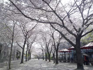 京都桜散歩_e0369389_17053575.jpg